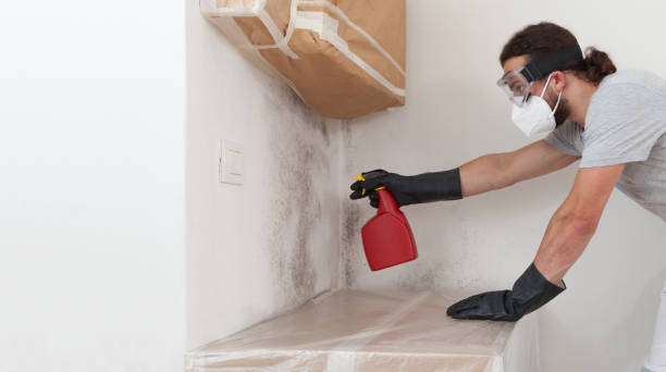 Professional Mold Remediation technician working in Newton Center, MA