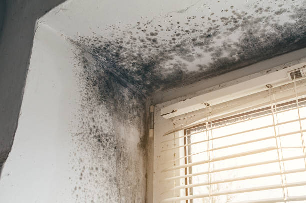 Affordable Mold Remediation solutions in Newton Center, MA